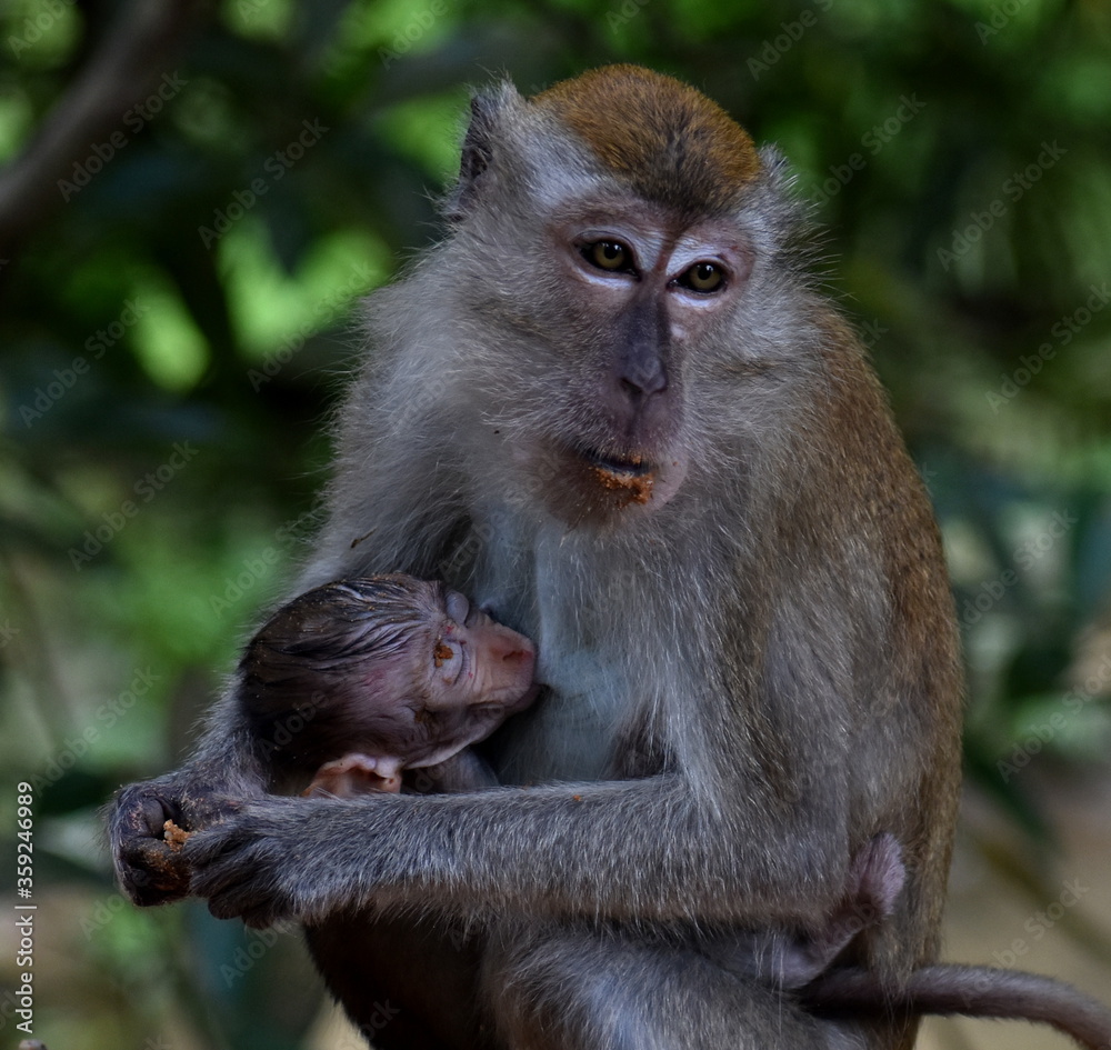 Mother macaque monkey feeding her baby in the jungle