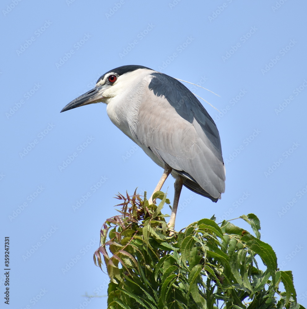 Beautiful heron perched at the top of a tree on a sunny day