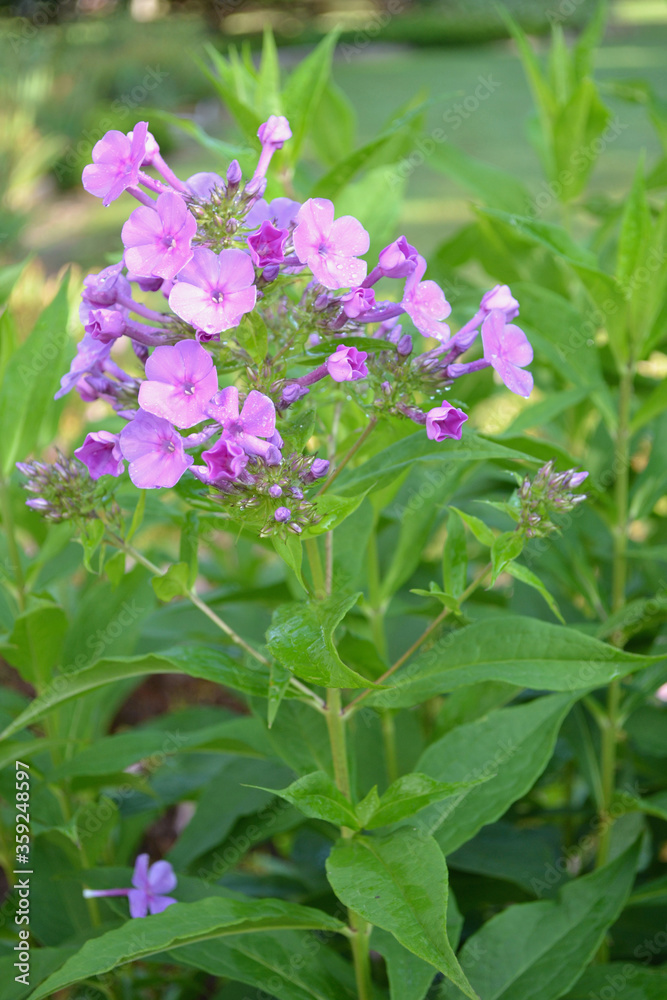 Purple/pink phlox closeup in the garden with a lush green background Purple/pink phlox closeup in the garden with a lush green background