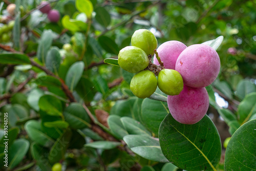 Chrysobalanus icaco, the cocoplum, paradise plum, abajeru or icaco, is found near sea beaches and inland  tropical places