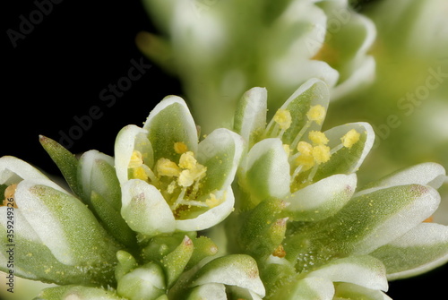 Perennial Knawel (Scleranthus perennis). Flowers Closeup photo