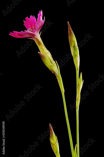 Maiden Pink  Dianthus deltoides . Inflorescence Closeup