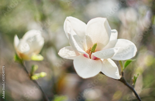 White Magnolia flower blooming on background of blurry white Magnolia on Magnolia tree. Rain drops on petals.