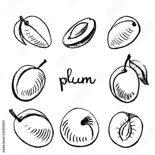 Plum. Black line pencil sketch collection of fruits and berries isolated on white background. Doodle hand drawn fruit icons. Vector illustration