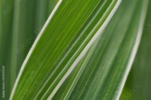 Floral background. Striped white and green leaf of a cereal plant. Leaves of reed canary grass close-up. Natural backdrop or wallpaper. Macro
