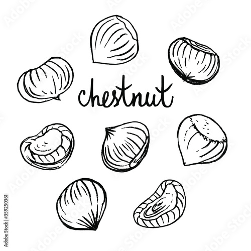 Chestnut. Black line pencil sketch collection of chestnuts isolated on white background. Doodle hand drawn fruit icons. Vector illustration