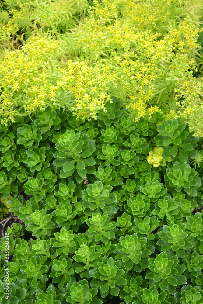 Stonecrop succulent green groundcover with lime green plants in vibrant and contrasting background Stonecrop succulent green groundcover with lime green plants in vibrant and contrasting background