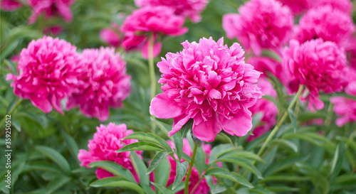 Peony flower blooming on a background of blurry flowers of peonies. Nature.