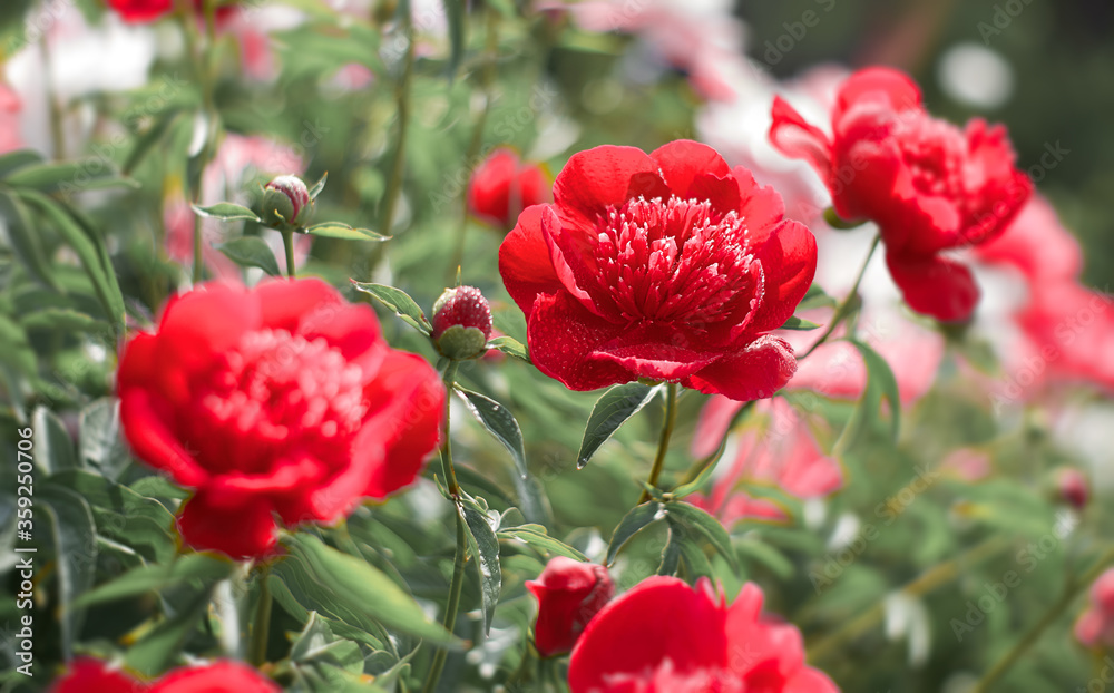 Peony flower blooming on a background of blurry flowers of peonies. Nature.