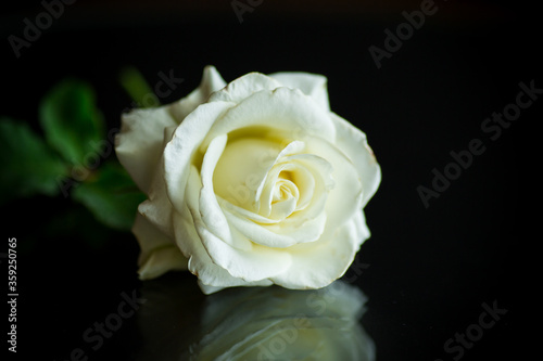 Fototapeta Naklejka Na Ścianę i Meble -  one beautiful white rose on black background