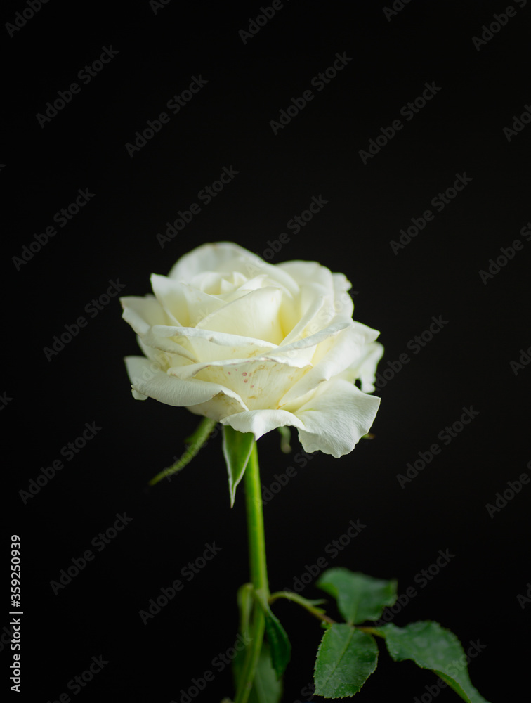 Fototapeta premium one beautiful white rose on black background