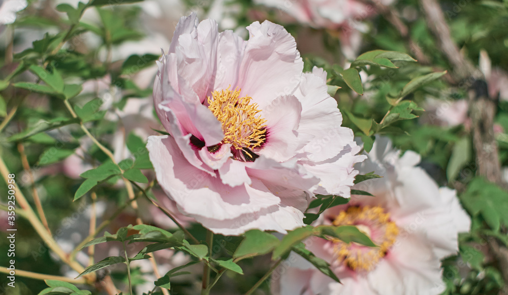 Obraz premium Peony flower blooming on a background of blurry flowers of peonies. Nature.
