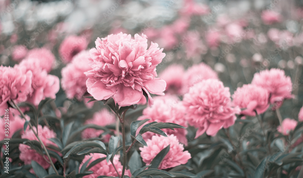 Pink flowers peonies flowering on  background pink peonies. Peonies garden.   