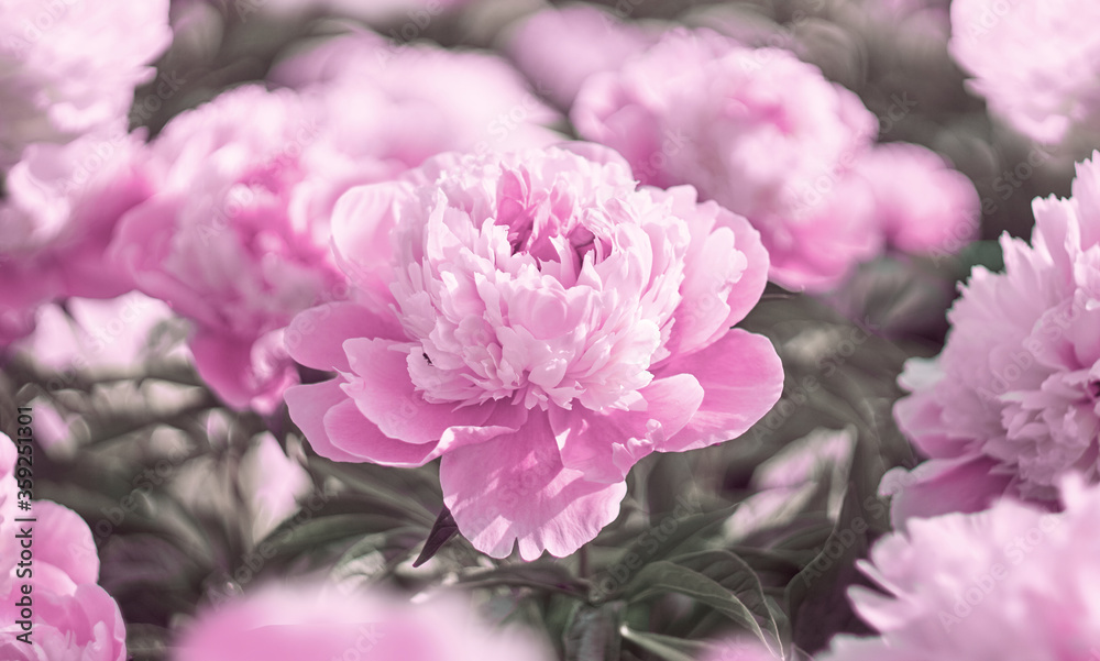 Pink flowers peonies flowering on background pink peonies. Peonies garden. Pink flowers peonies flowering on background pink peonies. Peonies garden.