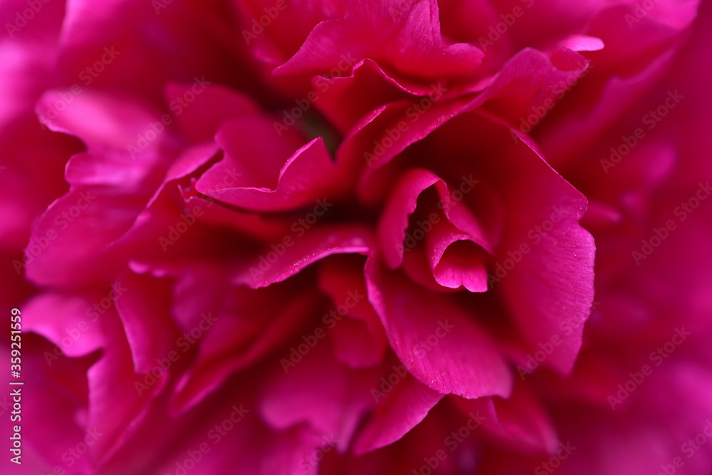 Pfingtsrose Pfingtsrose