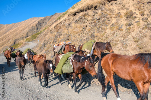 Fototapeta Naklejka Na Ścianę i Meble -  Team of horses with cargo are hiking up the mountain