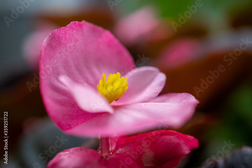 Pink Begonia with Yellow Center blooming in the garden