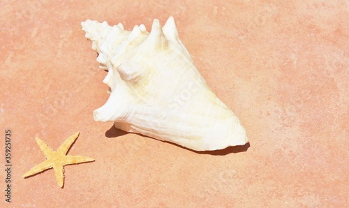 conch shell and starfish on beach sand background with copy space  © cheekylorns