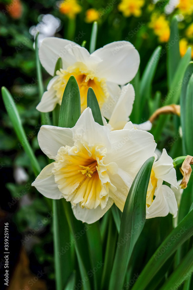 Fototapeta premium White daffodils are fragrant first spring flowers. Narcissus-decoration of spring parks and squares. Used in landscape design. Close up.