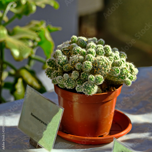 Many different cacti in flowerpots in flowers store. Garden center with lot potted small cactus plants sale on flower market. Various succulent in pots retail.