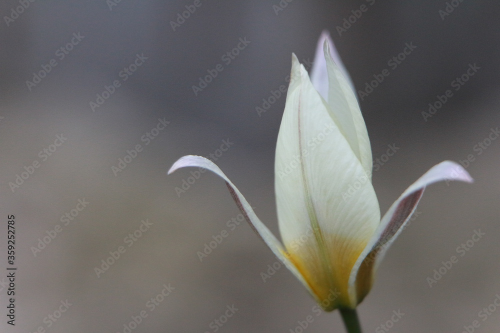 Obraz premium wildflowers