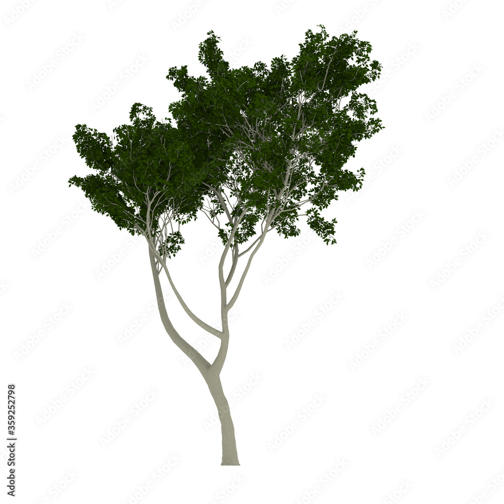 Árbol 7 Árbol 7