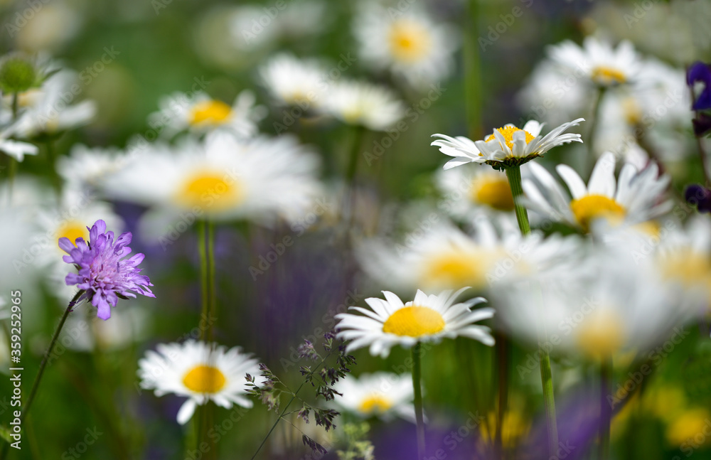 Fototapeta premium Sommerwiese weiß violett 1