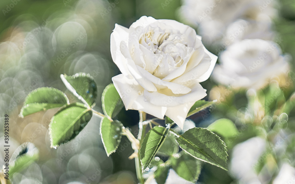 White Rose flower on background blurry white roses flower in the garden of roses. Nature.    