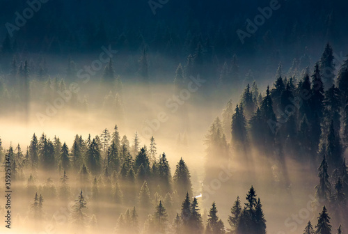 misty nature background. fog in the mountain valley. landscape with coniferous forest view from the top of a hill. fantastic glowing scenery © Pellinni
