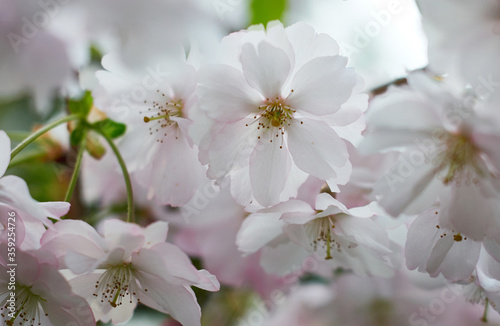 Flowers Sakura flowering on spring sakura tree. Nature.