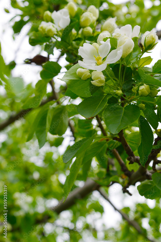 Beautiful blooming apple trees in spring park close up. Apple blossom flowers in spring. Nature background. Apple flowers on blue sky. Beautiful blooming apple trees in spring park close up. Apple blossom flowers in spring. Nature background. Apple flowers on blue sky.