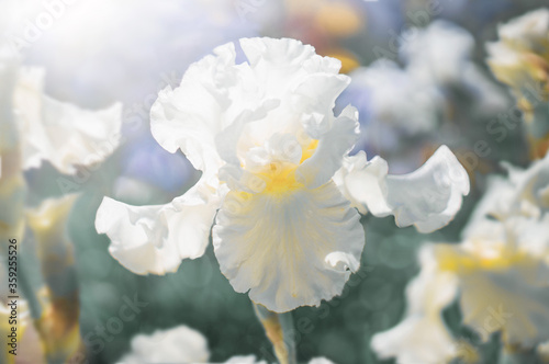 Flower Iris flowering against a background of flowers. Nature.