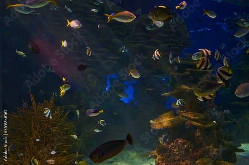 Ripley's Aquarium of the Smokies in Gatlinburg with a big tanks with fish