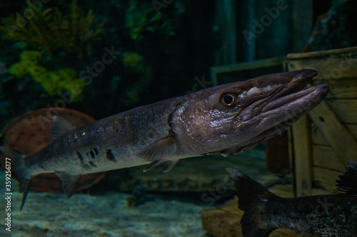 Ripley's Aquarium of the Smokies in Gatlinburg with a big tanks with fish