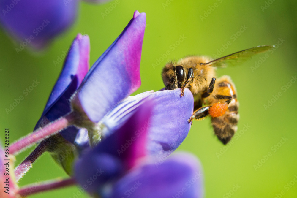 Honey bee collecting nectar and pollen from wild lupine flower Honey bee collecting nectar and pollen from wild lupine flower
