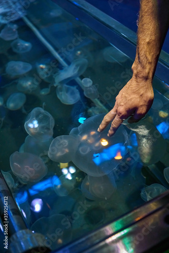 Jellyfish in the aquarium in Ripley's Aquarium of the Smokies