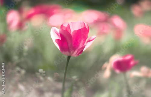 Tulip flower bloom on background of blurry tulips in tulips garden. Spring flowers Tulips. © brovkoserhii