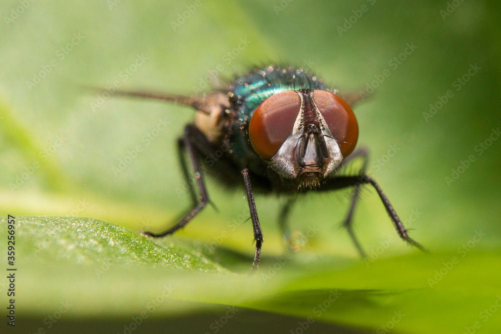 The common green bottle fly (Lucilia sericata) The common green bottle fly (Lucilia sericata)