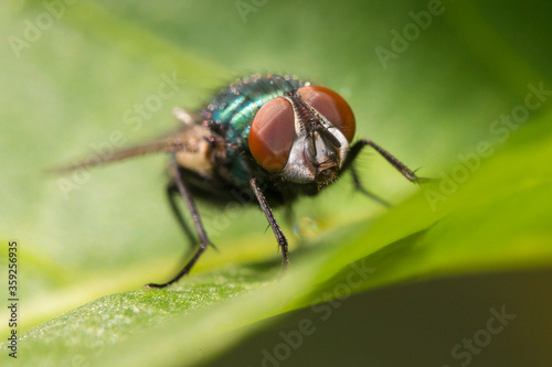 The common green bottle fly (Lucilia sericata)