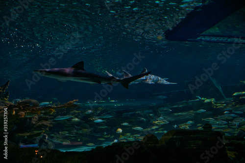 Shark in Ripley's Aquarium of the Smokies in Gatlinburg with a big tanks with fish