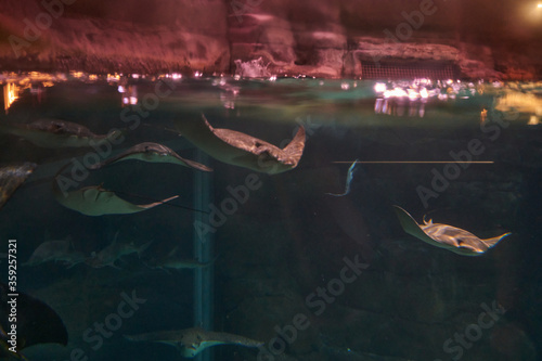 Ripley's Aquarium of the Smokies in Gatlinburg with a big tanks with fish