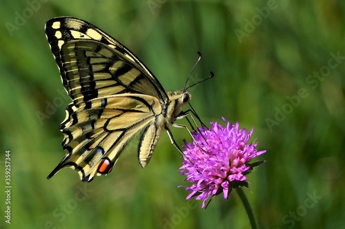 butterfly on a flower