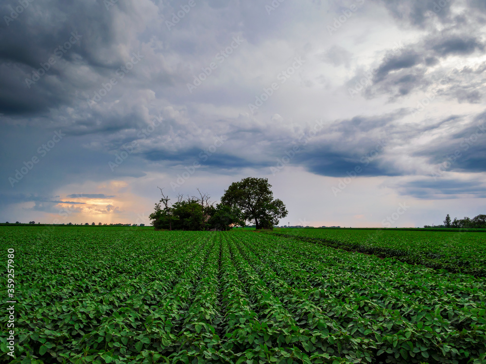 Soy field and soy plants in early morning light. Soy crops agriculture, dramatic sky sunrise. Soy field and soy plants in early morning light. Soy crops agriculture, dramatic sky sunrise.