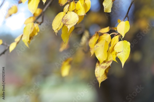 yellow autumn leaves