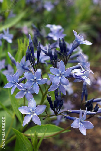 Vertical closeup of the flowers of 'Blue Ice' hybrid bluestar (Amsonia 'Blue Ice') photo