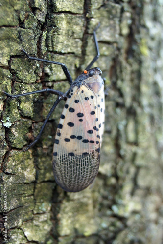 Vertical image of adult spotted lanternfly (Lycorma delicatula) on the bark of silver willow (Salix alba var. sericea) in early November (Bucks County, PA) photo