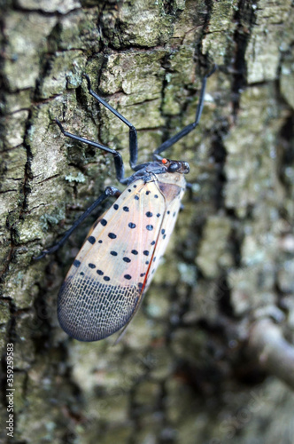Vertical image of adult spotted lanternfly (Lycorma delicatula) on the bark of silver willow (Salix alba var. sericea) in early November (Bucks County, PA)