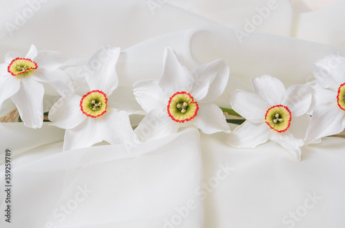 Daffodils on a white background. Stock imag photo