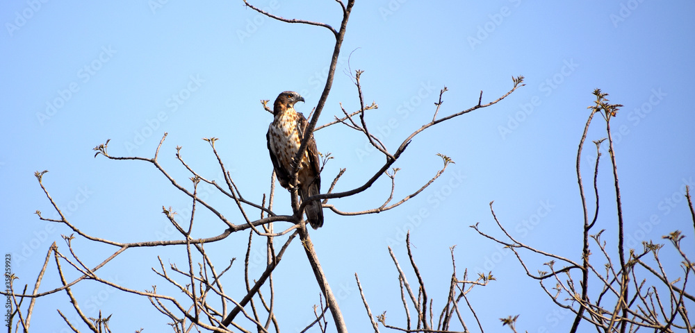 Eagle looking for its prey
