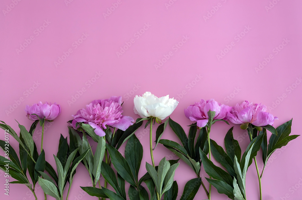 Top view pink peony, many colors on a pink background, flat lay, copy space